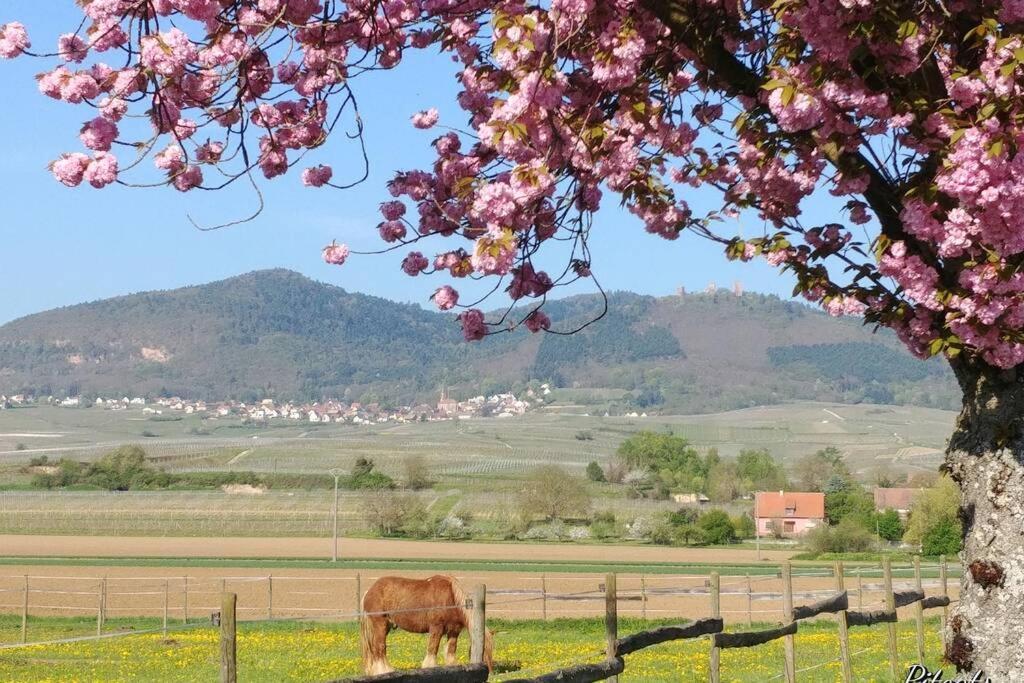 Gite A Eguisheim Proche De Colmar Et Kaysergberg. ภายนอก รูปภาพ