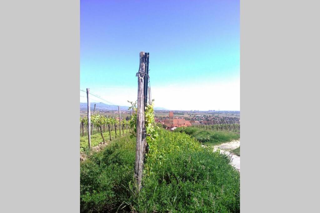 Gite A Eguisheim Proche De Colmar Et Kaysergberg. ภายนอก รูปภาพ